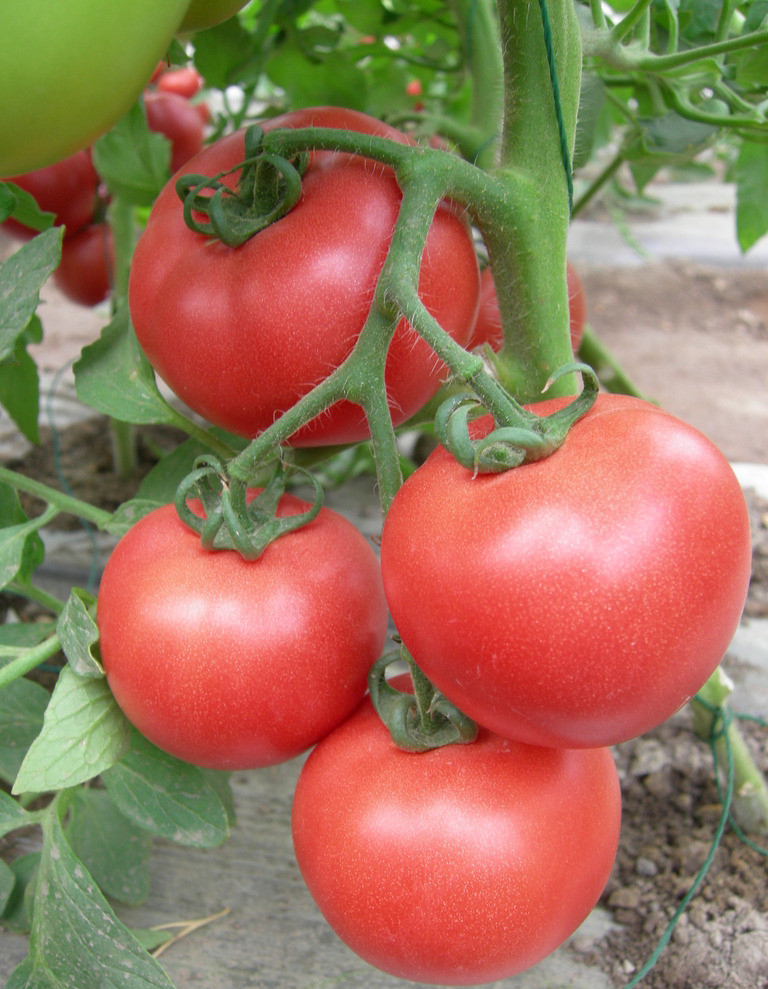 河南西红柿种子种苗哪家好
